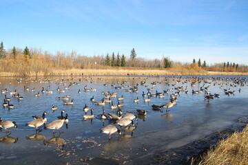 Lake  Of Geese, Pylypow Wetlands, Edmonton, Alberta