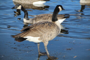 The Goose, Pylypow Wetlands, Edmonton, Alberta