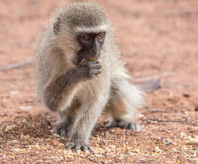Naklejka premium Vervet monkey activity isolated in the African wilderness