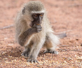 Vervet monkey activity isolated in the African wilderness