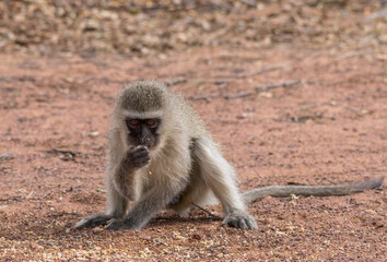 Vervet monkey activity isolated in the African wilderness