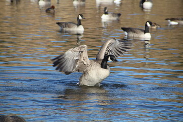 Taking Off, Pylypow Wetlands, Edmonton, Alberta