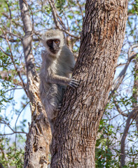 Vervet monkey activity isolated in the African wilderness