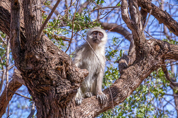 Vervet monkey activity isolated in the African wilderness