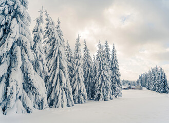 Beautiful snowy fir trees in frozen mountains landscape in sunset. Christmas background with tall spruce trees covered with snow. Alpine ski resort. Winter greeting card. Happy New Year