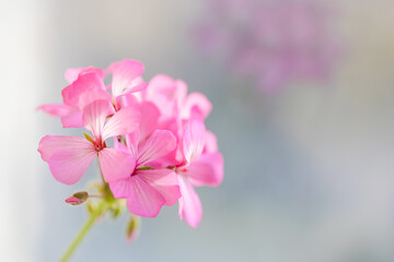 Fototapeta na wymiar Blooming pink geranium flower on a blurred background. Macro photography. Natural flower background.