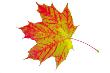Autumn maple leaf isolated on white background.