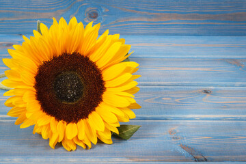 Beautiful and vibrant sunflower. Decoration and summer time. Copy space for text on blue boards