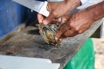 Raw oysters on the shell in a tropical setting