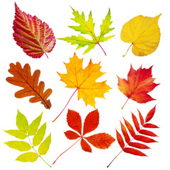 Set of autumn leaves on a white background. Maple, chestnut, ash, mountain ash, elm, oak. Isolated on white.