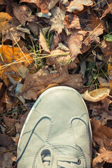 Comfortable gray leather shoes on grass with autumnal leaves. Male footwear. Copy space for text