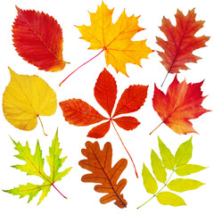 Set of autumn leaves on a white background. Maple, chestnut, ash, mountain ash, elm, oak. Isolated on white.