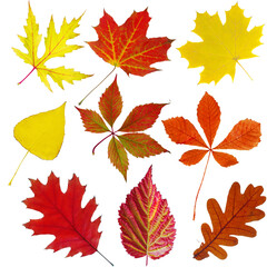 Set of autumn leaves on a white background. Maple, chestnut, ash, mountain ash, elm, oak. Isolated on white.