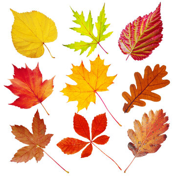 Set of autumn leaves on a white background. Elm, maple, oak, ash, linden, ivy, chestnut. Isolated on white.