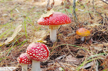 Red fly agaric mushrooms in autumn forest