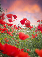 Fototapeta na wymiar blurry poppy flowers on sunset background
