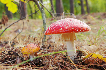 Red fly agaric mushrooms in autumn forest