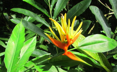 Colorful flowers in Havana, Cuba.