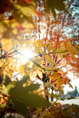 Beautiful autumn with beautiful nature