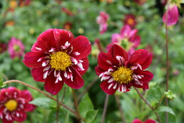Obraz premium Red flowers