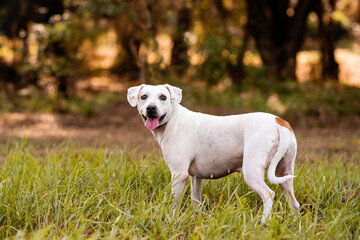 Pitbull mix dog enjoying a sunny day at the park