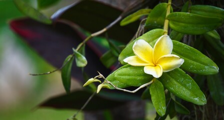 Blooming White Yellow Kamboja or Plumeria Flower on Leaf