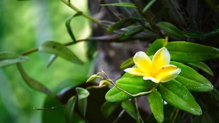 Fototapeta na wymiar Blooming White Kamboja or Plumeria Flower on Leaf With Background Blur