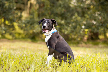 Black and white hound pit bull mix posing in green grass.