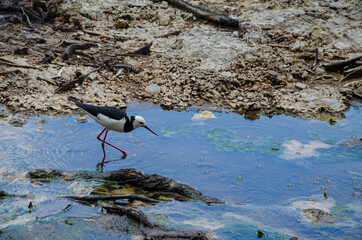 Closeup shot of a Stilt walker bird in the pond