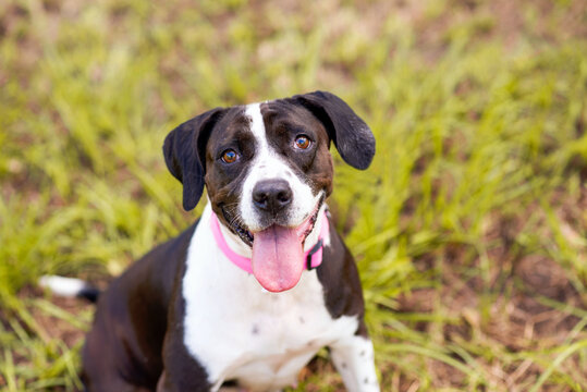 Black And White Hound Pit Bull Mix Posing In Green Grass.