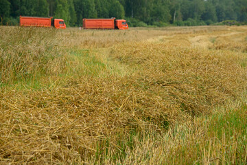 wheat harvest on the field situated near Moscow