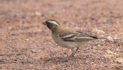 A white-browed sparrow-weaver feeds on the ground in the African bush
