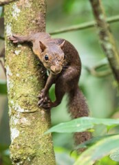 Guyane