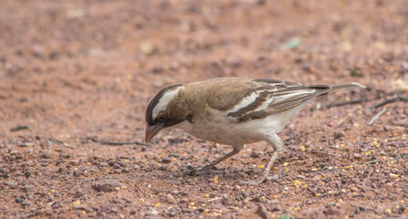 A white-browed sparrow-weaver feeds on the ground in the African bush