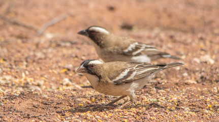 A white-browed sparrow-weaver feeds on the ground in the African bush