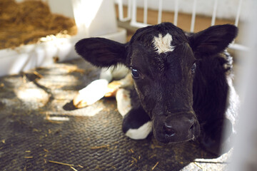 Cute little calf resting in its cage in livestock barn looking at camera with its shiny black eyes