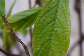 Green leaves / nature photography