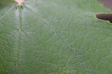 Green leaves / nature photography
