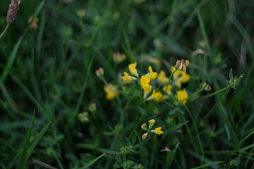 Spring flowers, Lotus corniculatus, birdsfoot trefoil, lotus