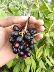 Black Plum (Wild Fruits) sri lanka
