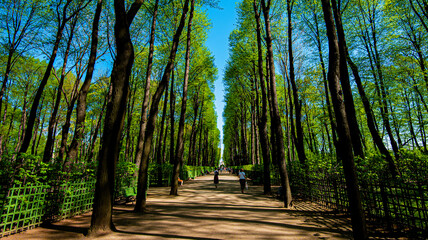 Beautiful city park in St. Petersburg. Park in spring with path.