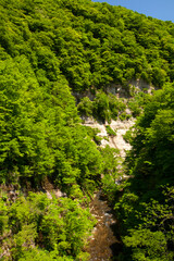 新緑の三途川渓谷