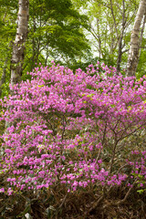 赤城山麓　ミツバツツジ
