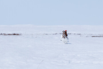 Female and male adult partridges stand on the snow in the tundra