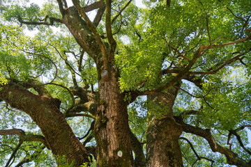 Fototapeta premium Green leaves and branches of big tree is in a park.