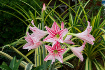 Hippeastrum flower blooming in the garden.