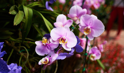 Naklejka na ściany i meble Orchid flower in garden at spring day. Beauty and agriculture idea concept design. Orchid garden. Beautiful flower garden.