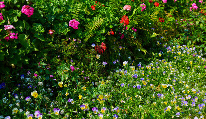 Beautiful flower summer garden. Natural flowers in garden background. Garden flower part. Spring blooming flowers.