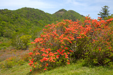 赤城白樺牧場　レンゲツツジ