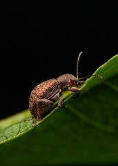 bug on a leaf